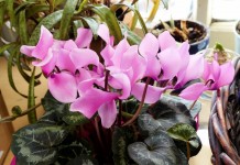 Цикламен персидский (Cyclamen persicum)