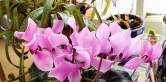 Цикламен персидский (Cyclamen persicum)
