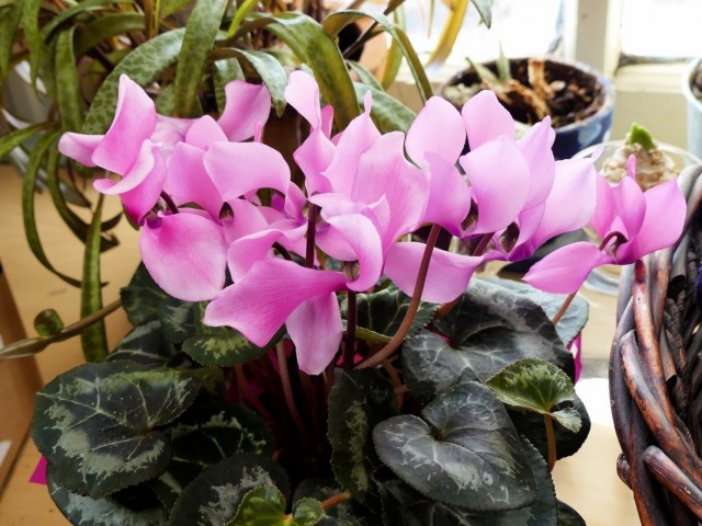 Цикламен персидский (Cyclamen persicum) Цикламен персидский (Cyclamen persicum)