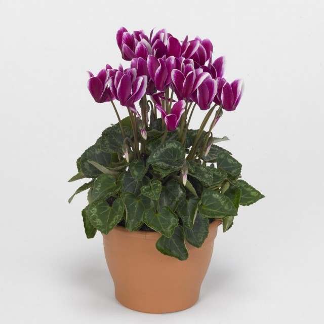 Цикламен персидский (Cyclamen persicum) Цикламен персидский (Cyclamen persicum)
