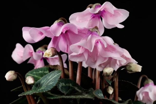 Цикламен персидский (Cyclamen persicum) Цикламен персидский (Cyclamen persicum)
