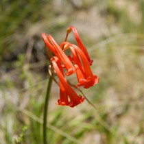 Циртантус Маковани (Cyrtanthus macowanii) Циртантус Маковани (Cyrtanthus macowanii)