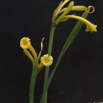 Циртантус желто-белый (Cyrtanthus ochroleucus) Циртантус желто-белый (Cyrtanthus ochroleucus)