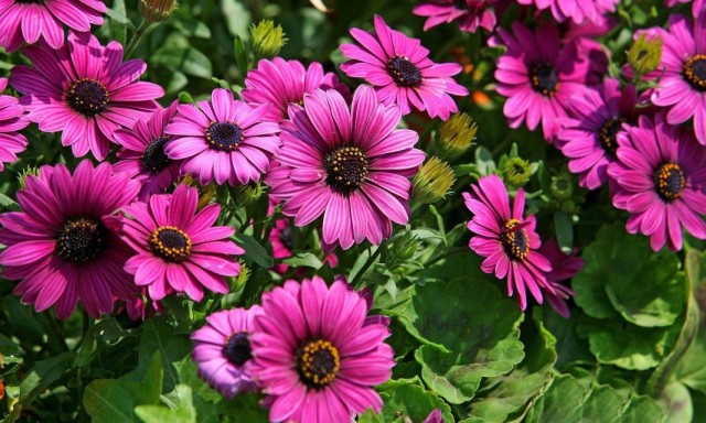Диморфотека (Dimorphotheca) Диморфотека (Dimorphotheca)