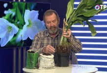 Переваливаем эухарис с комом земли в чуть больший горшок