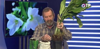 Переваливаем эухарис с комом земли в чуть больший горшок
