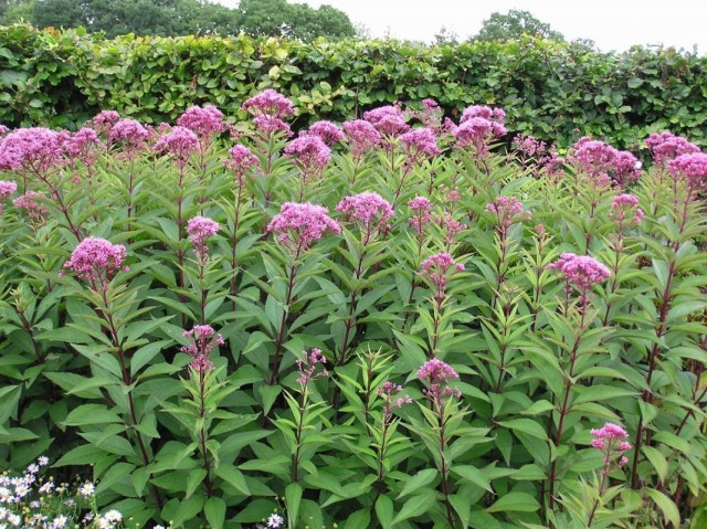 Посконник пурпурный (Eupatorium purpureum) Посконник пурпурный (Eupatorium purpureum)