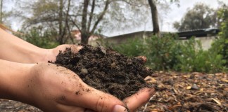 Внесение органических удобрений под плодовые деревья и кустарники