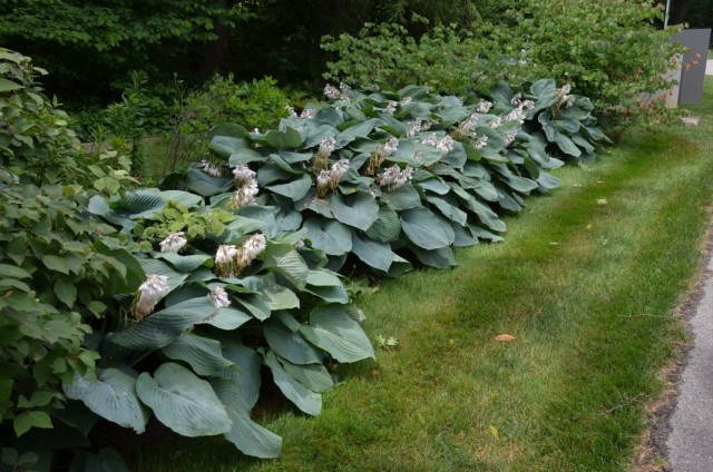 Хоста Зибольда (Hosta sieboldiana) Хоста Зибольда (Hosta sieboldiana)