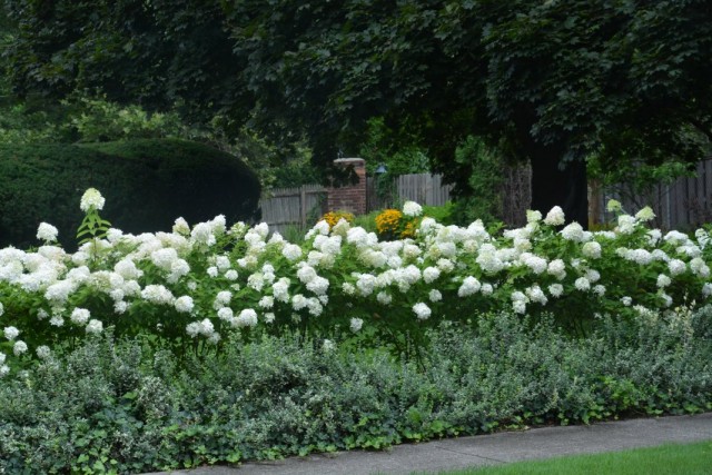 Гортензия метельчатая (Hydrangea paniculata) Гортензия метельчатая (Hydrangea paniculata)