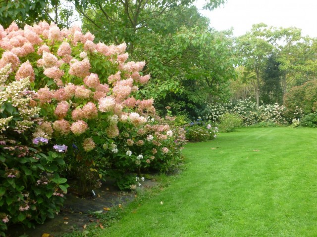 Гортензия метельчатая (Hydrangea paniculata) Гортензия метельчатая (Hydrangea paniculata)