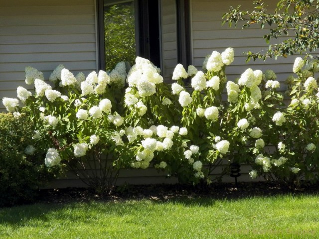 Гортензии метельчатые (Hydrangea paniculata) Гортензии метельчатые (Hydrangea paniculata)