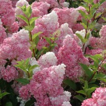 Гортензия метельчатая «Ренхи» (Hydrangea paniculata 'Renhy') Гортензия метельчатая «Ренхи» (Hydrangea paniculata 'Renhy')