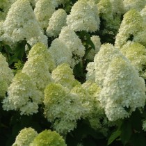 Гортензия метельчатая «Лаймлайт» (Hydrangea paniculata 'Limelight') Гортензия метельчатая «Лаймлайт» (Hydrangea paniculata 'Limelight')