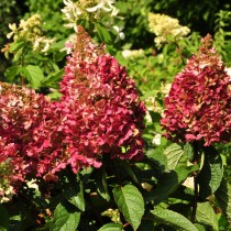 Гортензия метельчатая «Пинки Винки» (Hydrangea paniculata 'Pinky Winky') Гортензия метельчатая «Пинки Винки» (Hydrangea paniculata 'Pinky Winky')