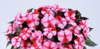Бальзамин новогвинейский серия Harmony сорт Strawberry Cream