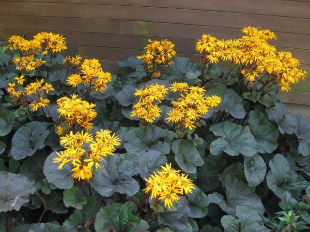 Бузульник зубчатый (Ligularia dentata) Бузульник зубчатый (Ligularia dentata)