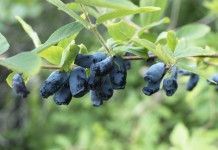 Жимолость голубая съедобная (Lonicera caerulea)