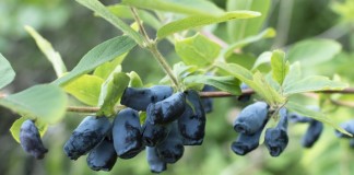 Жимолость голубая съедобная (Lonicera caerulea)
