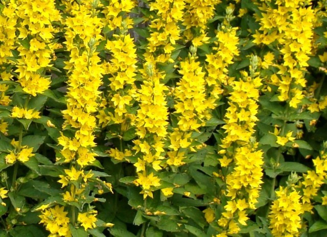 Вербейник точечный (Lysimachia punctata) Вербейник точечный (Lysimachia punctata)