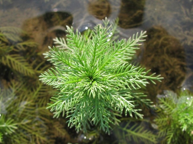 Уруть мутовчатая (Myriophyllum verticillatum) Уруть мутовчатая (Myriophyllum verticillatum)