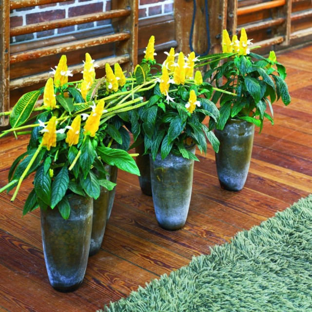 Пахистахис жёлтый (Pachystachys lutea) Пахистахис жёлтый (Pachystachys lutea)