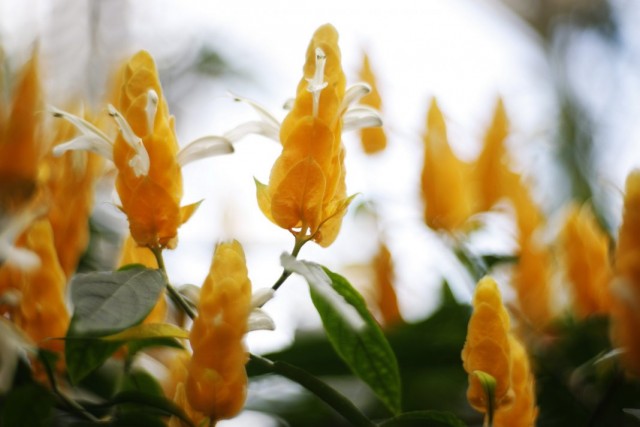 Пахистахис жёлтый (Pachystachys lutea) Пахистахис жёлтый (Pachystachys lutea)