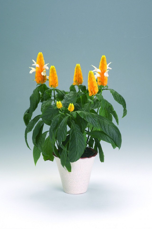 Пахистахис жёлтый (Pachystachys lutea) Пахистахис жёлтый (Pachystachys lutea)