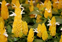 Пахистахис жёлтый (Pachystachys lutea)
