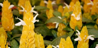 Пахистахис жёлтый (Pachystachys lutea)
