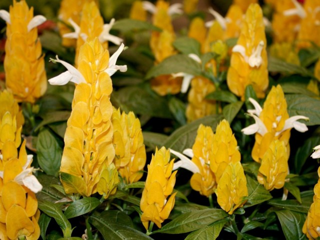 Пахистахис жёлтый (Pachystachys lutea) Пахистахис жёлтый (Pachystachys lutea)
