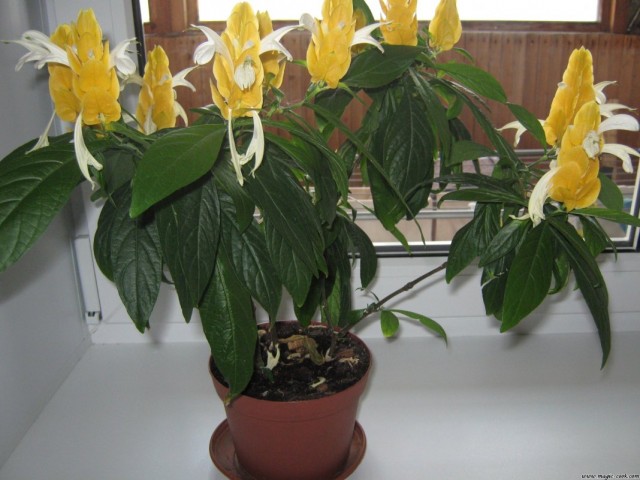 Пахистахис жёлтый (Pachystachys lutea) Пахистахис жёлтый (Pachystachys lutea)
