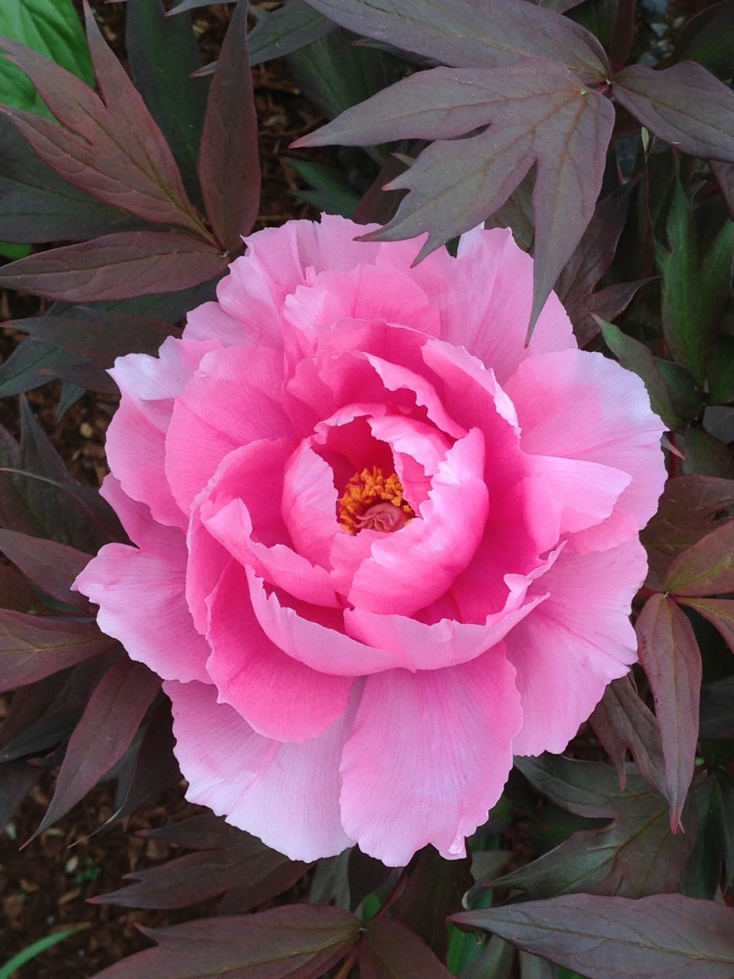 Paeonia-suffruticosa-Yin-Hong-Qiao-Dui-1