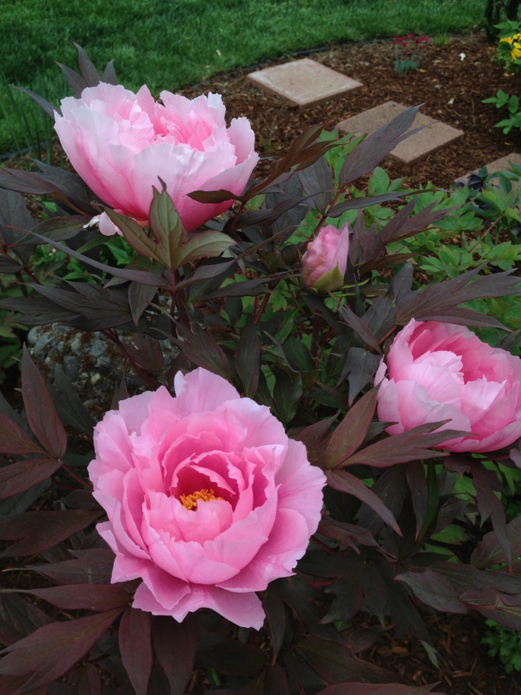 Paeonia-suffruticosa-Yin-Hong-Qiao-Dui-2