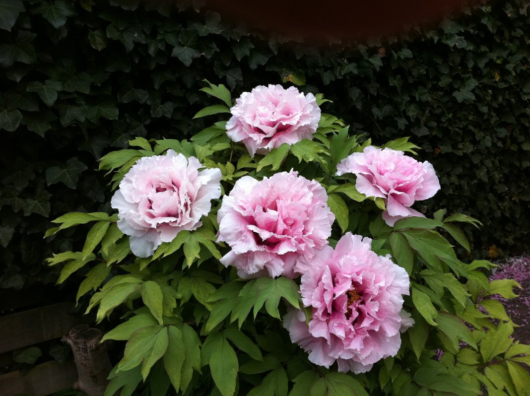 Paeonia-suffruticosa-Yin-Hong-Qiao-Dui-3