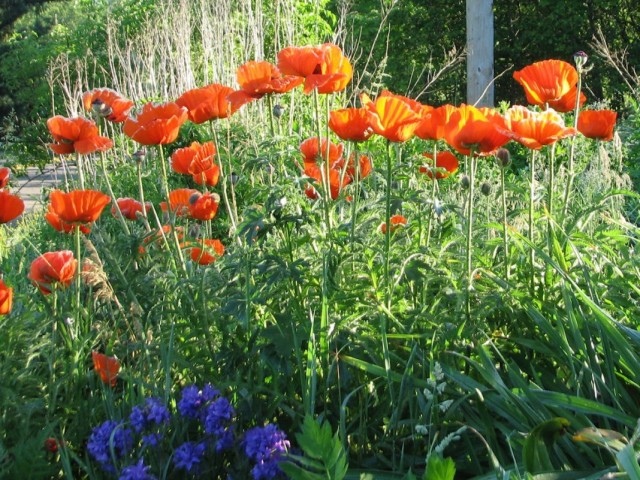 Мак восточный (Papaver orientale) Мак восточный (Papaver orientale)