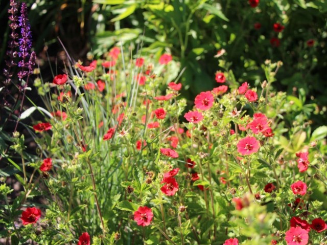 Лапчатка темно-кроваво-красная (Potentilla atrosanguinea) Лапчатка темно-кроваво-красная (Potentilla atrosanguinea)