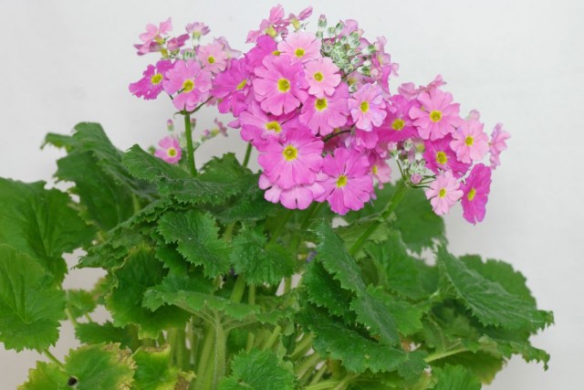 Примула мягкая, или мягковатая (Primula malacoides) Примула мягкая, или мягковатая (Primula malacoides)