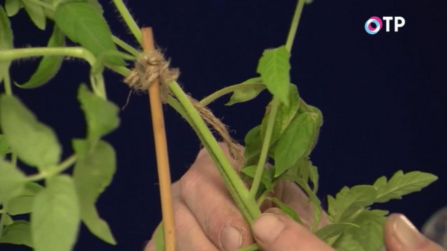 Аблактировка — сращивание побегов произрастающих рядом растений