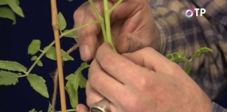 Соединяем места среза