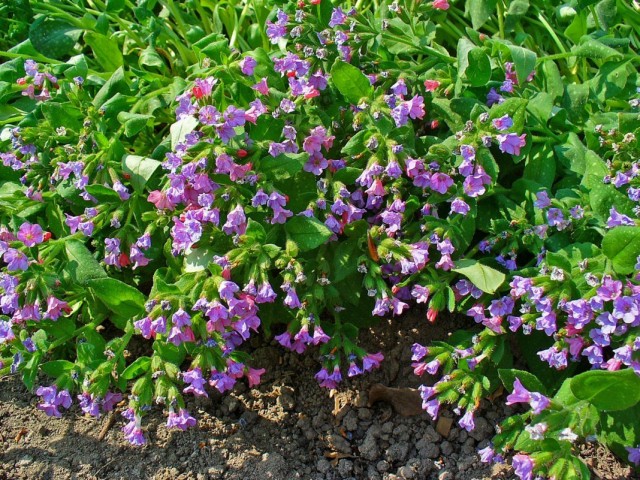 Медуница сахарная (Pulmonaria saccharata) Медуница сахарная (Pulmonaria saccharata)