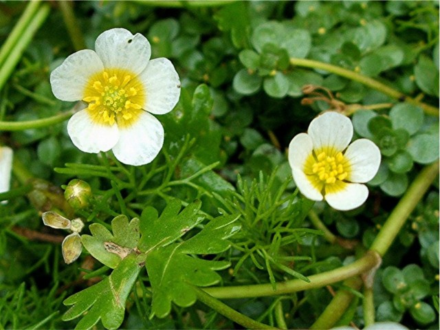 Лютик водный (Ranunculus aquatilis) Лютик водный (Ranunculus aquatilis)