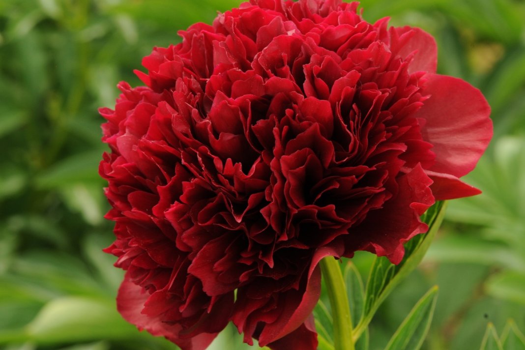 Red-Grace-1