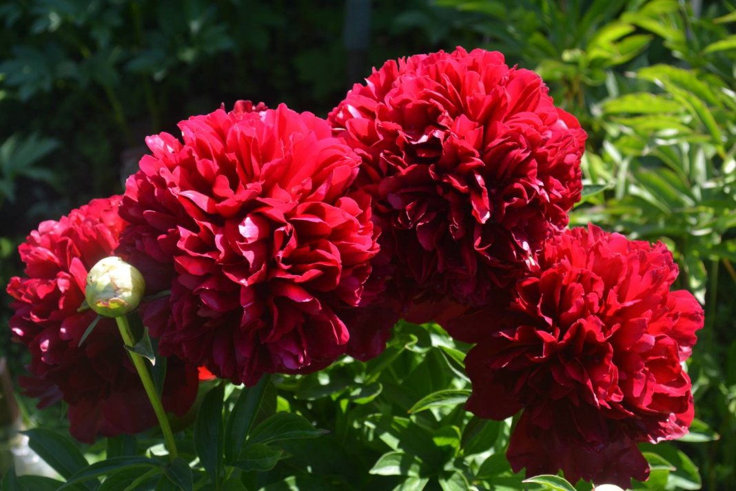 Red-Grace-2