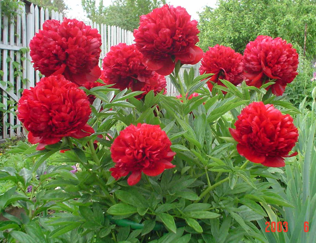 Red-Grace-3
