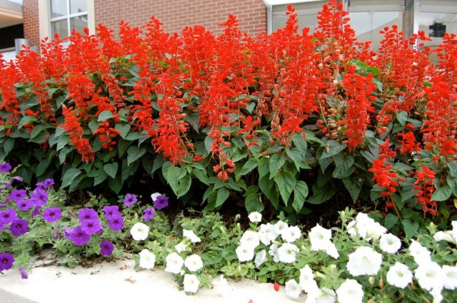 Сальвия сверкающая, или шалфей блестящий (Salvia splendens) Сальвия сверкающая, или шалфей блестящий (Salvia splendens)