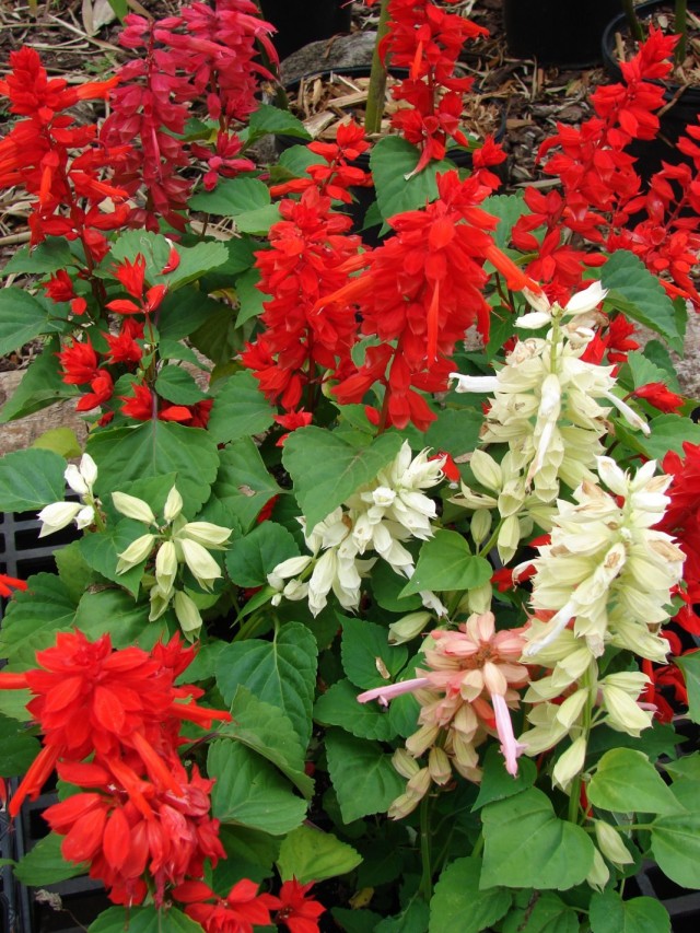 Сальвия сверкающая, или шалфей блестящий (Salvia splendens) Сальвия сверкающая, или шалфей блестящий (Salvia splendens)