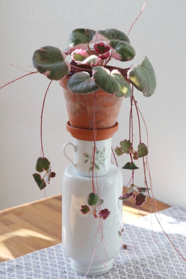 Камнеломка плетеносная (Saxifraga stolonifera) Камнеломка плетеносная (Saxifraga stolonifera)