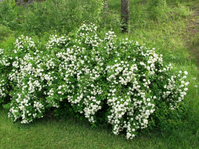 Спирея дубравколистная (Spiraea chamaedryfolia) Спирея дубравколистная (Spiraea chamaedryfolia)