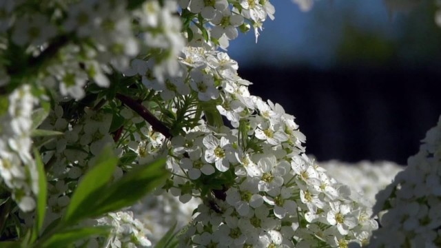 Соцветия спиреи серой Соцветия спиреи серой